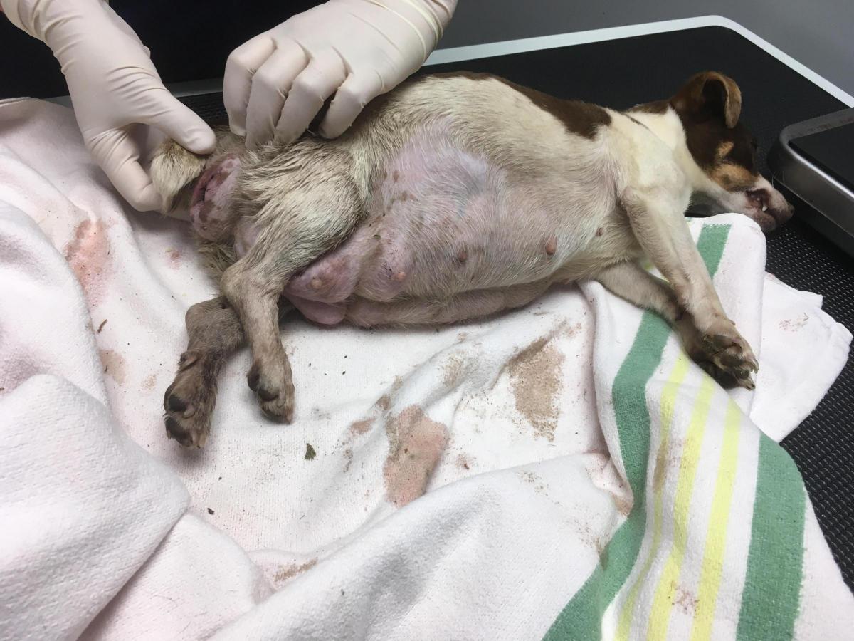 Rspca Appeal As Seriously Ill Dog Dumped After Giving Birth Somerset County Gazette